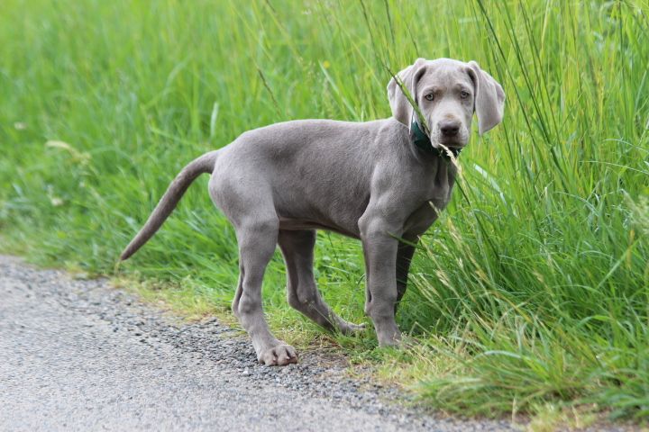 des Diamants Verts - Chiots disponibles - Braque de Weimar