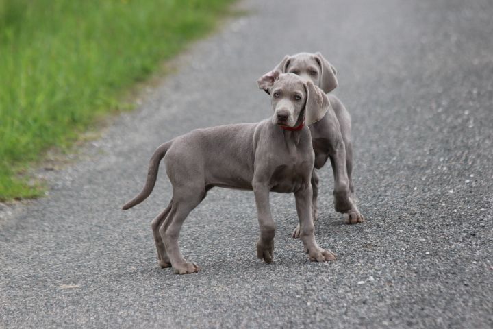 des Diamants Verts - Chiots disponibles - Braque de Weimar