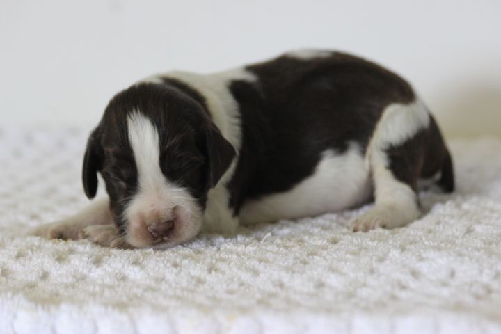 des Diamants Verts - Chiots disponibles - English Springer Spaniel