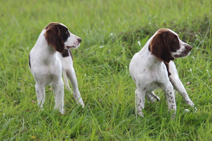 Chiot Epagneul Français des Diamants Verts
