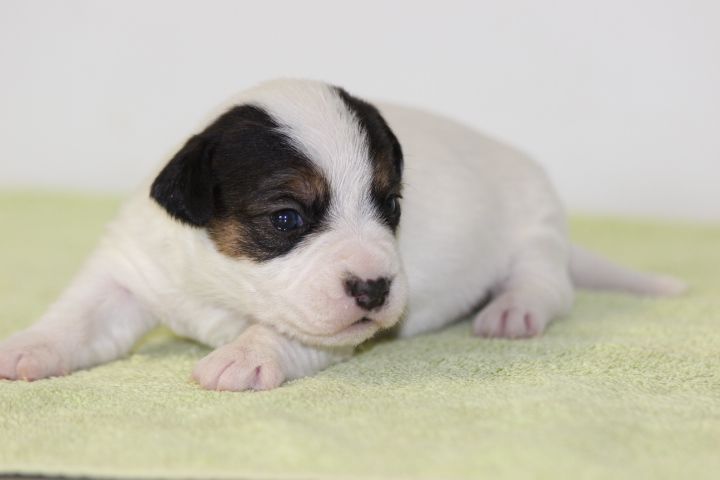 des Diamants Verts - Chiots disponibles - Jack Russell Terrier
