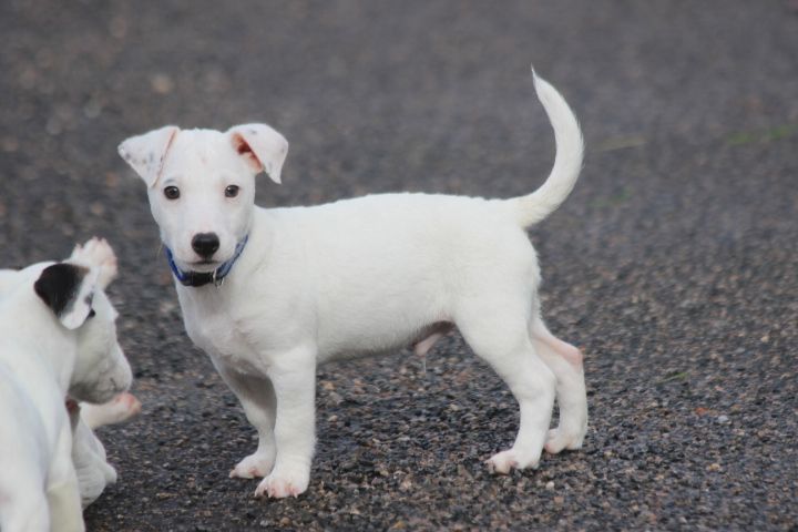 des Diamants Verts - Chiots disponibles - Jack Russell Terrier