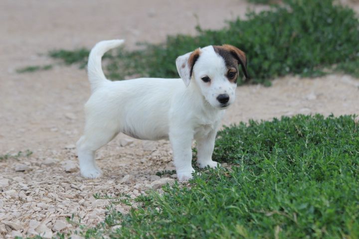 des Diamants Verts - Chiots disponibles - Jack Russell Terrier