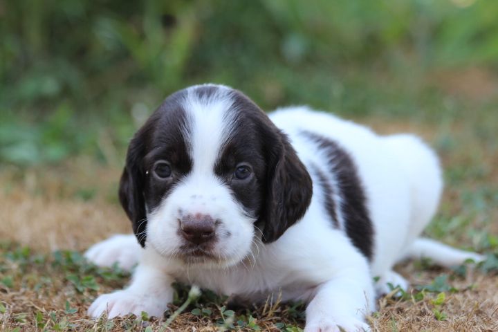 des Diamants Verts - Chiots disponibles - Epagneul Français