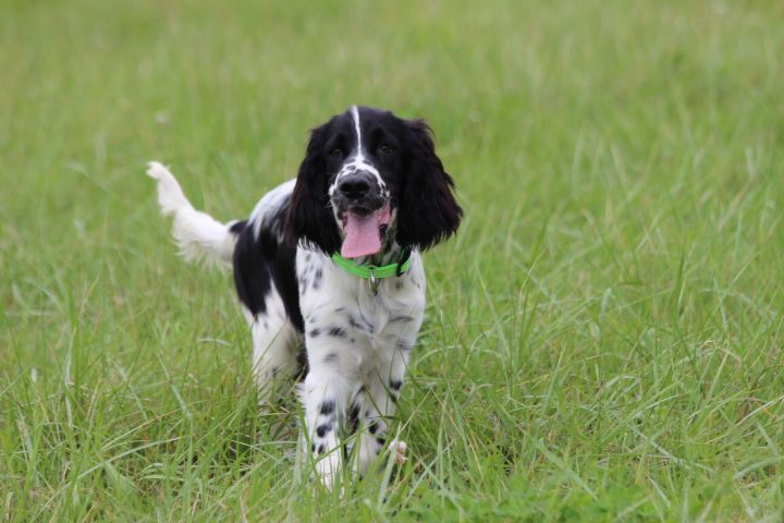 des Diamants Verts - Chiots disponibles - English Springer Spaniel