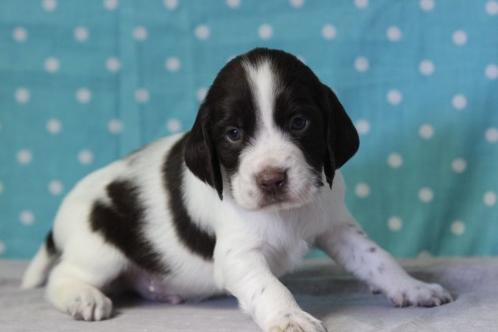 des Diamants Verts - Chiots disponibles - English Springer Spaniel