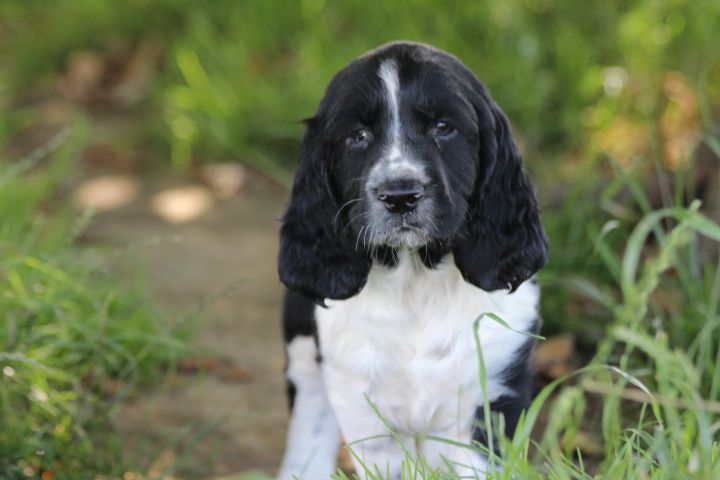 des Diamants Verts - Chiots disponibles - English Springer Spaniel