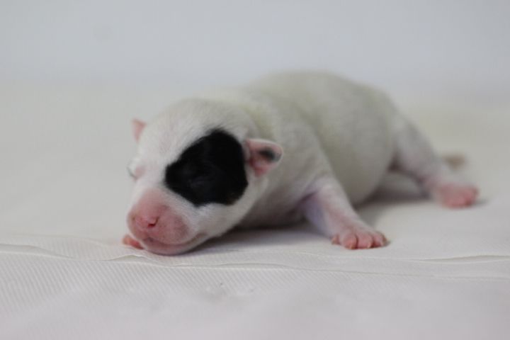des Diamants Verts - Chiots disponibles - Jack Russell Terrier