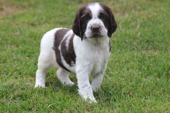 des Diamants Verts - Chiots disponibles - English Springer Spaniel