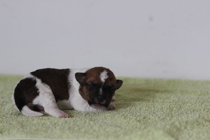 des Diamants Verts - Chiots disponibles - Jack Russell Terrier
