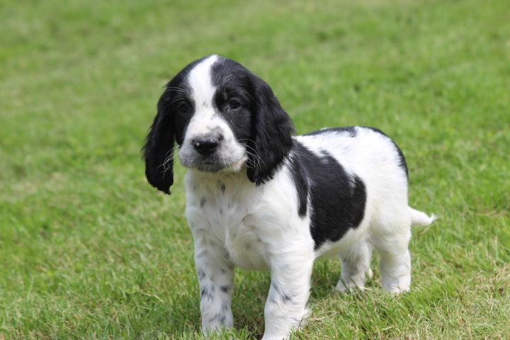 des Diamants Verts - Chiots disponibles - English Springer Spaniel