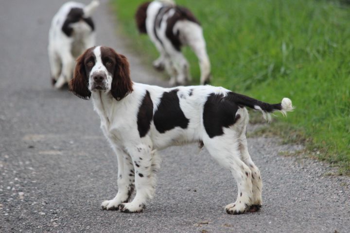 des Diamants Verts - Chiots disponibles - English Springer Spaniel