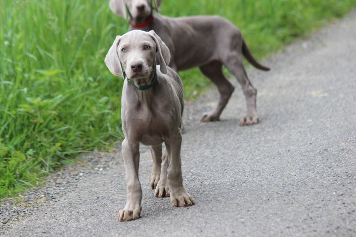 des Diamants Verts - Chiots disponibles - Braque de Weimar