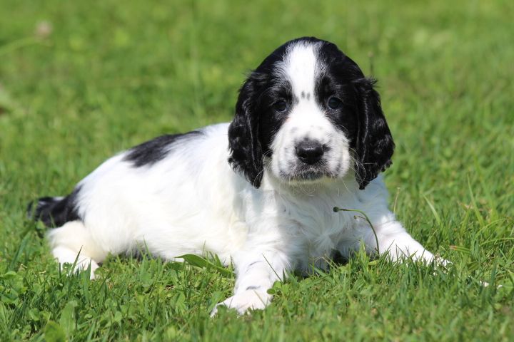 des Diamants Verts - Chiots disponibles - English Springer Spaniel