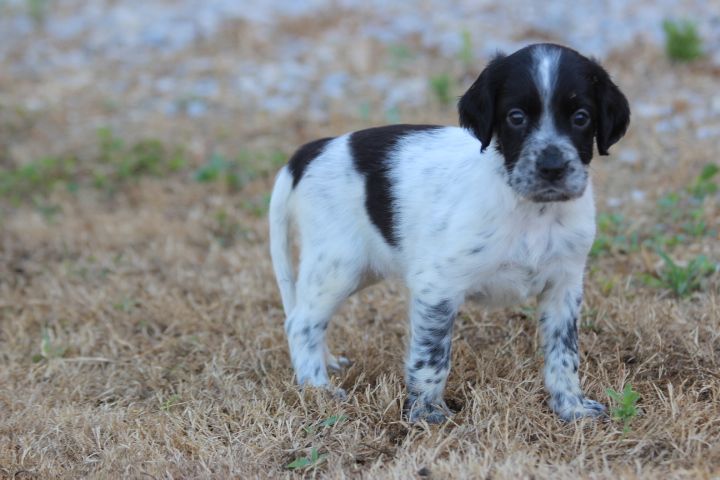 des Diamants Verts - Chiots disponibles - Setter Anglais