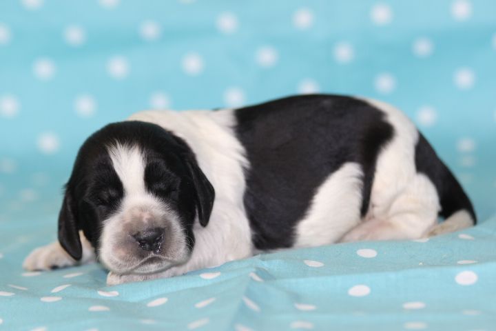 des Diamants Verts - Chiots disponibles - English Springer Spaniel