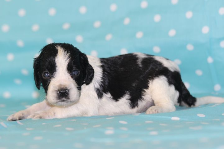 des Diamants Verts - Chiots disponibles - English Springer Spaniel