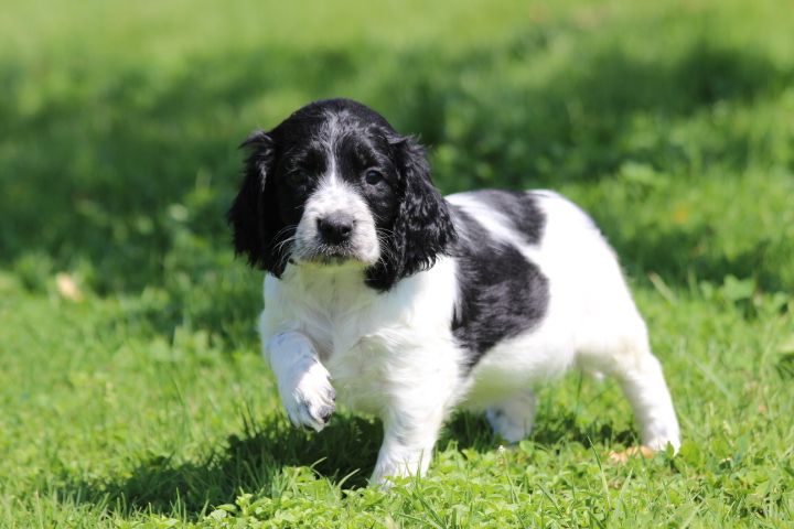 des Diamants Verts - Chiots disponibles - English Springer Spaniel