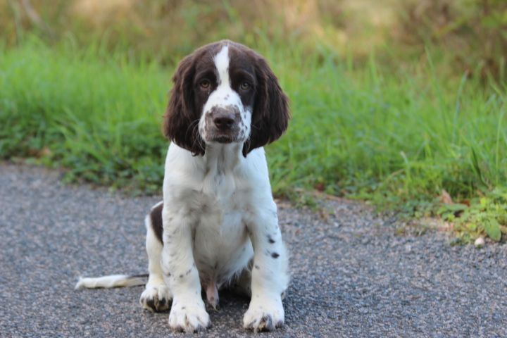 des Diamants Verts - Chiots disponibles - English Springer Spaniel