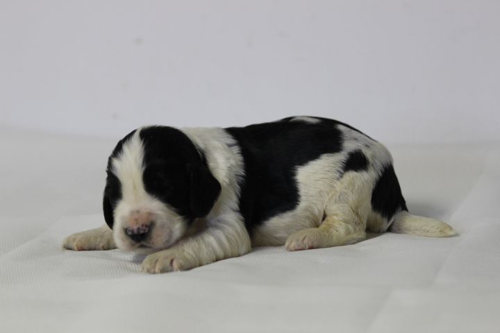 des Diamants Verts - Chiots disponibles - English Springer Spaniel