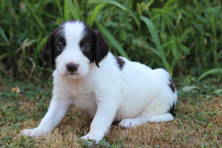 des Diamants Verts - Chiots disponibles - Epagneul Français