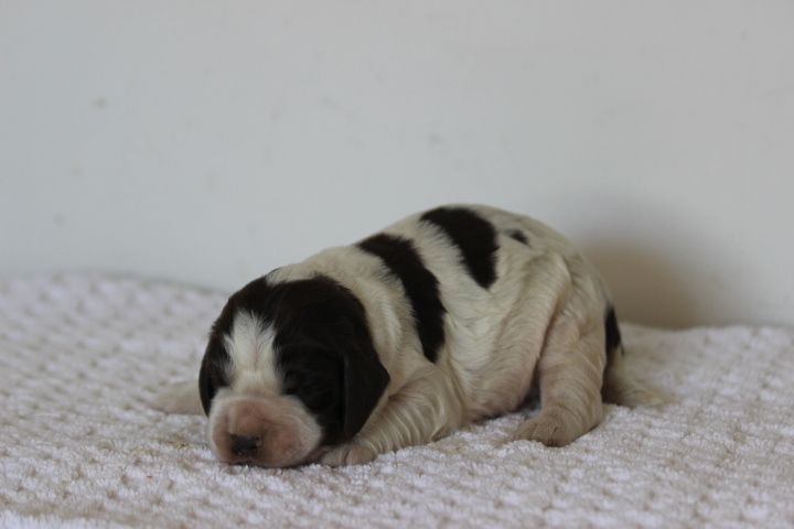 des Diamants Verts - Chiots disponibles - English Springer Spaniel
