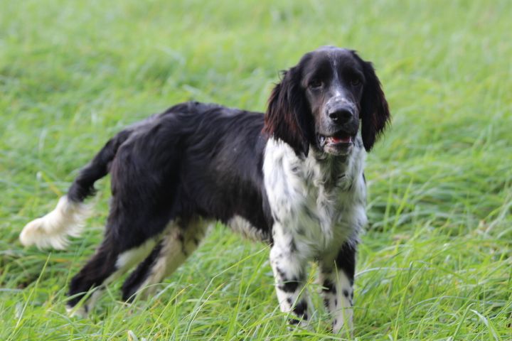 des Diamants Verts - Chiots disponibles - English Springer Spaniel
