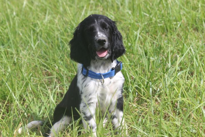 des Diamants Verts - Chiots disponibles - English Springer Spaniel