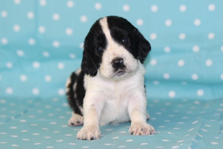 des Diamants Verts - Chiots disponibles - English Springer Spaniel
