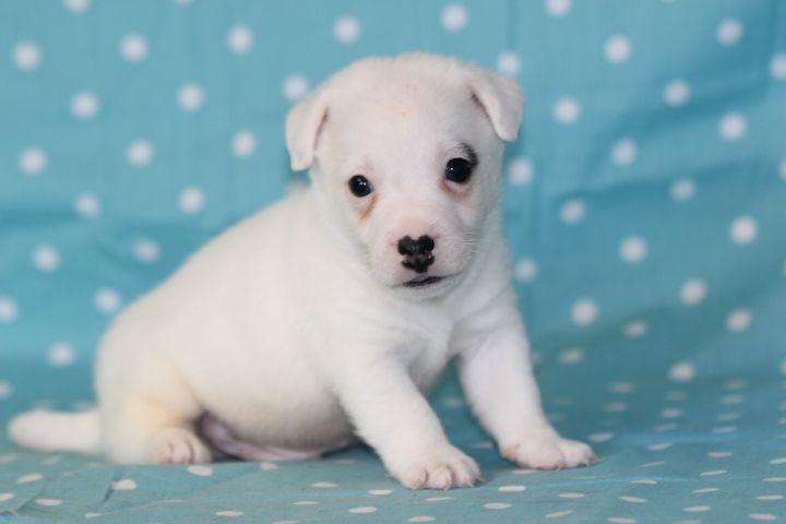 des Diamants Verts - Chiots disponibles - Jack Russell Terrier
