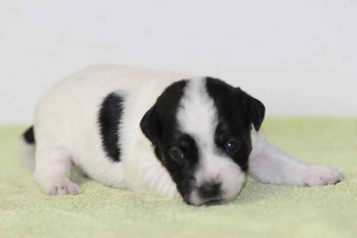 des Diamants Verts - Chiots disponibles - Jack Russell Terrier