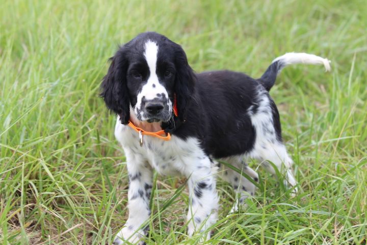 des Diamants Verts - Chiots disponibles - English Springer Spaniel