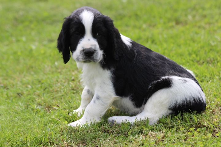des Diamants Verts - Chiots disponibles - English Springer Spaniel