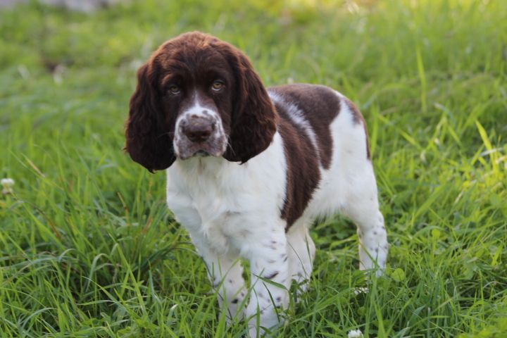 des Diamants Verts - Chiots disponibles - English Springer Spaniel