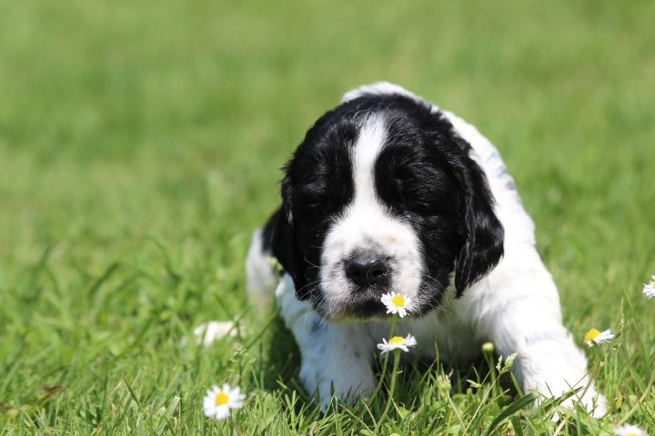 des Diamants Verts - Chiots disponibles - English Springer Spaniel