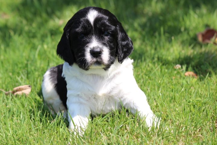 des Diamants Verts - Chiots disponibles - English Springer Spaniel