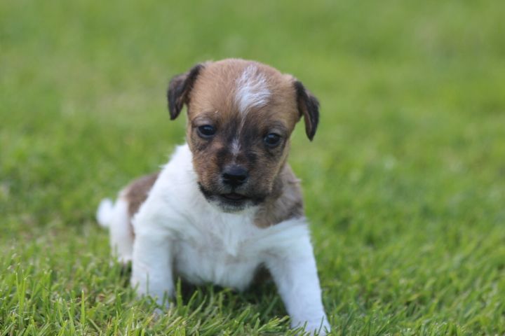 des Diamants Verts - Chiots disponibles - Jack Russell Terrier