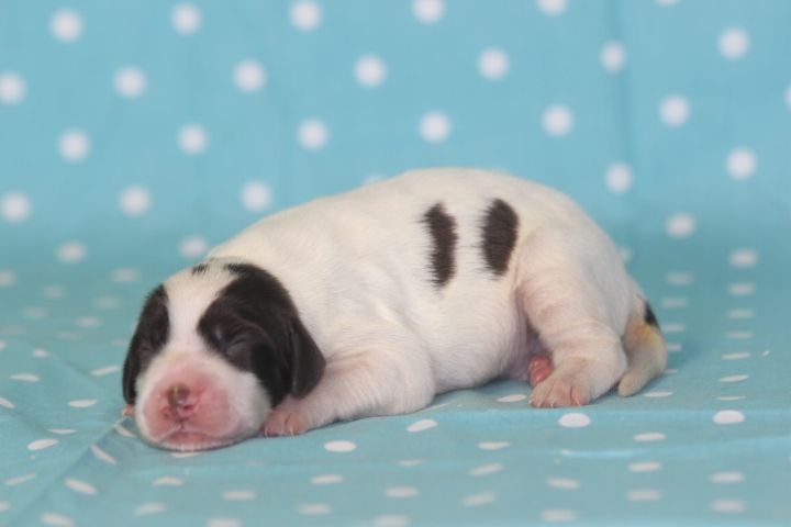 des Diamants Verts - Chiots disponibles - Epagneul Français