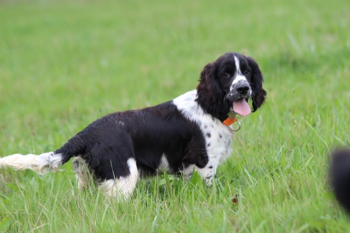 des Diamants Verts - Chiots disponibles - English Springer Spaniel