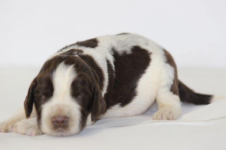 des Diamants Verts - Chiots disponibles - English Springer Spaniel