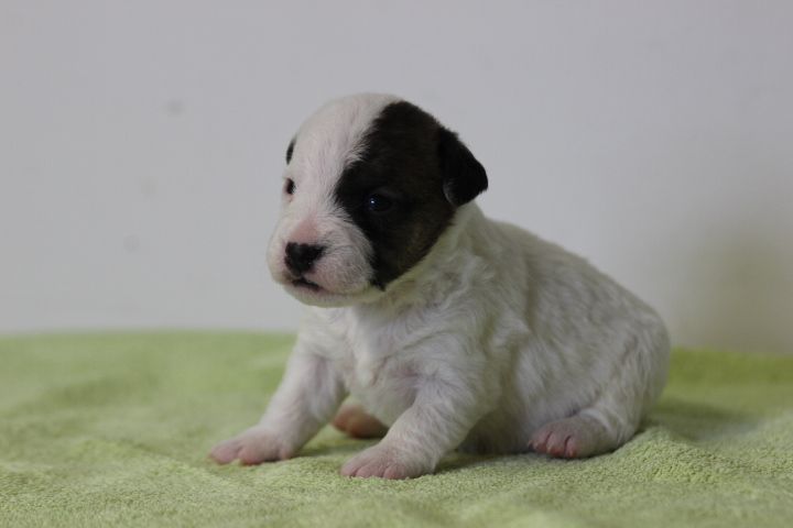 des Diamants Verts - Chiots disponibles - Jack Russell Terrier