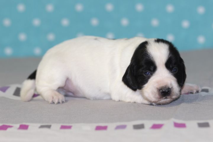 des Diamants Verts - Chiots disponibles - English Springer Spaniel