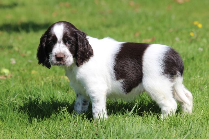 des Diamants Verts - Chiots disponibles - English Springer Spaniel