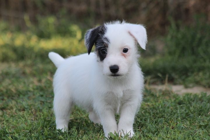 des Diamants Verts - Chiots disponibles - Jack Russell Terrier