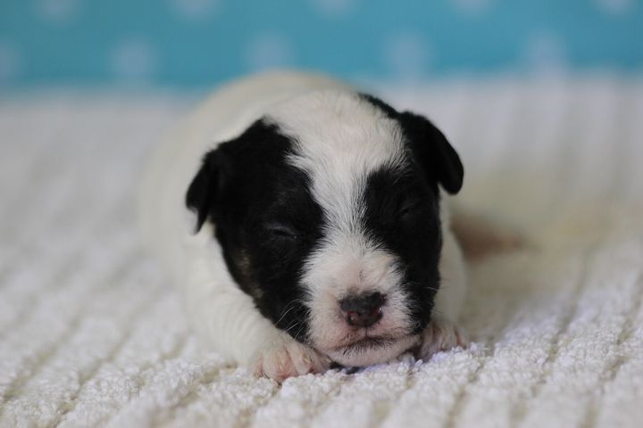 des Diamants Verts - Chiots disponibles - Jack Russell Terrier
