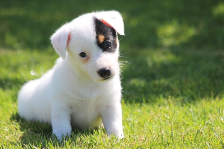 des Diamants Verts - Chiots disponibles - Jack Russell Terrier