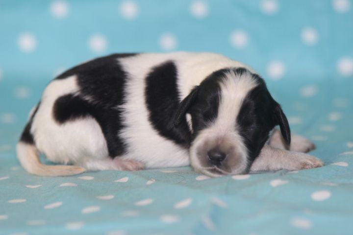 des Diamants Verts - Chiots disponibles - Setter Anglais