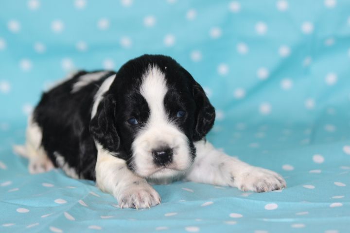 des Diamants Verts - Chiots disponibles - English Springer Spaniel