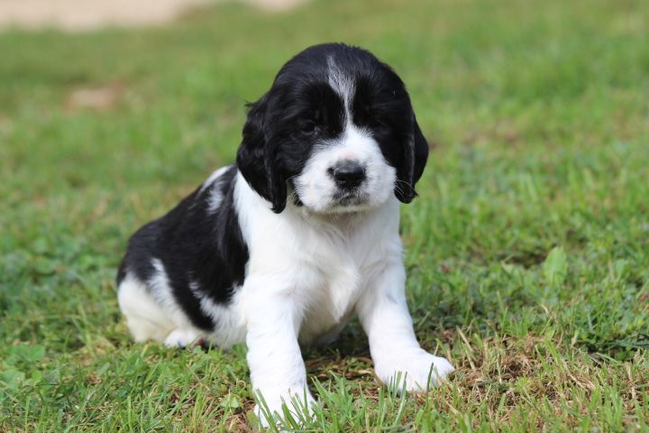 des Diamants Verts - Chiots disponibles - English Springer Spaniel