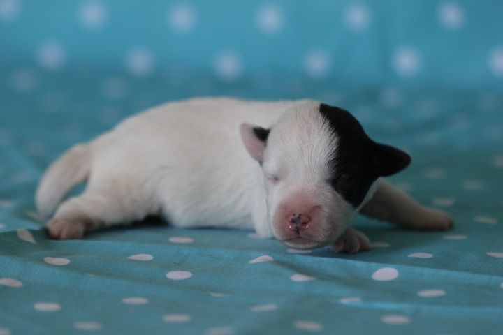 des Diamants Verts - Chiots disponibles - Jack Russell Terrier